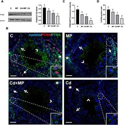 The simultaneous administration of microplastics and cadmium alters rat testicular activity and changes the expression of PTMA, DAAM1 and PREP